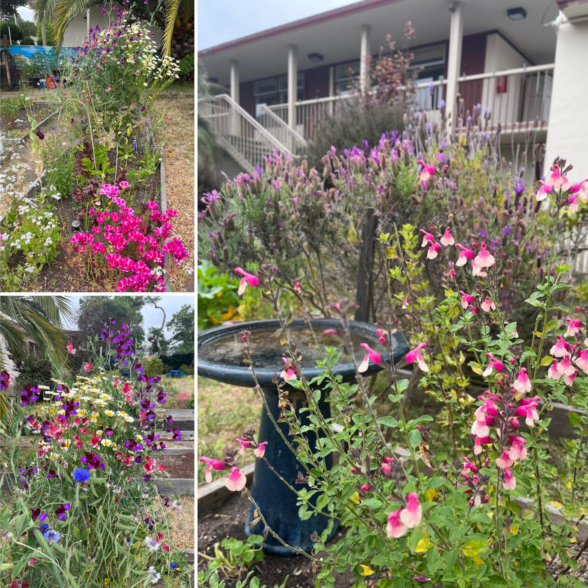Three images together of flowers and plants in the MIIS Garden