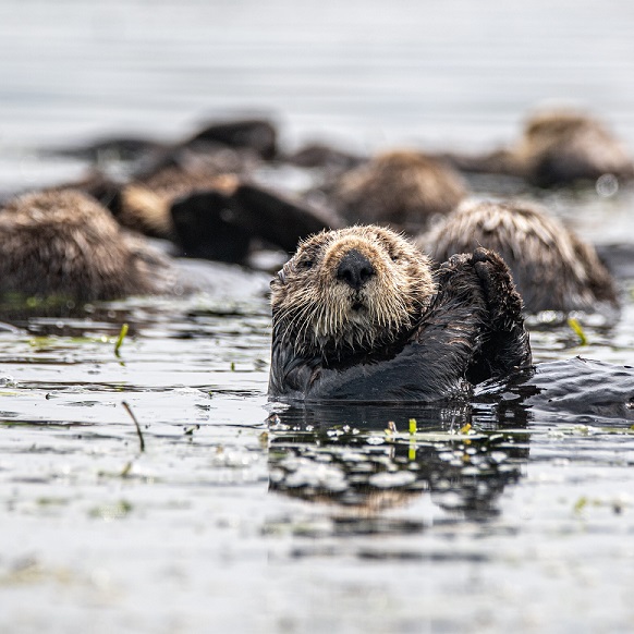 viewing sea otters