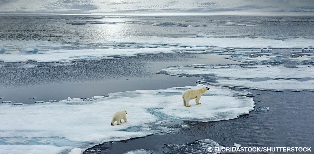 polar bears on thin ice
