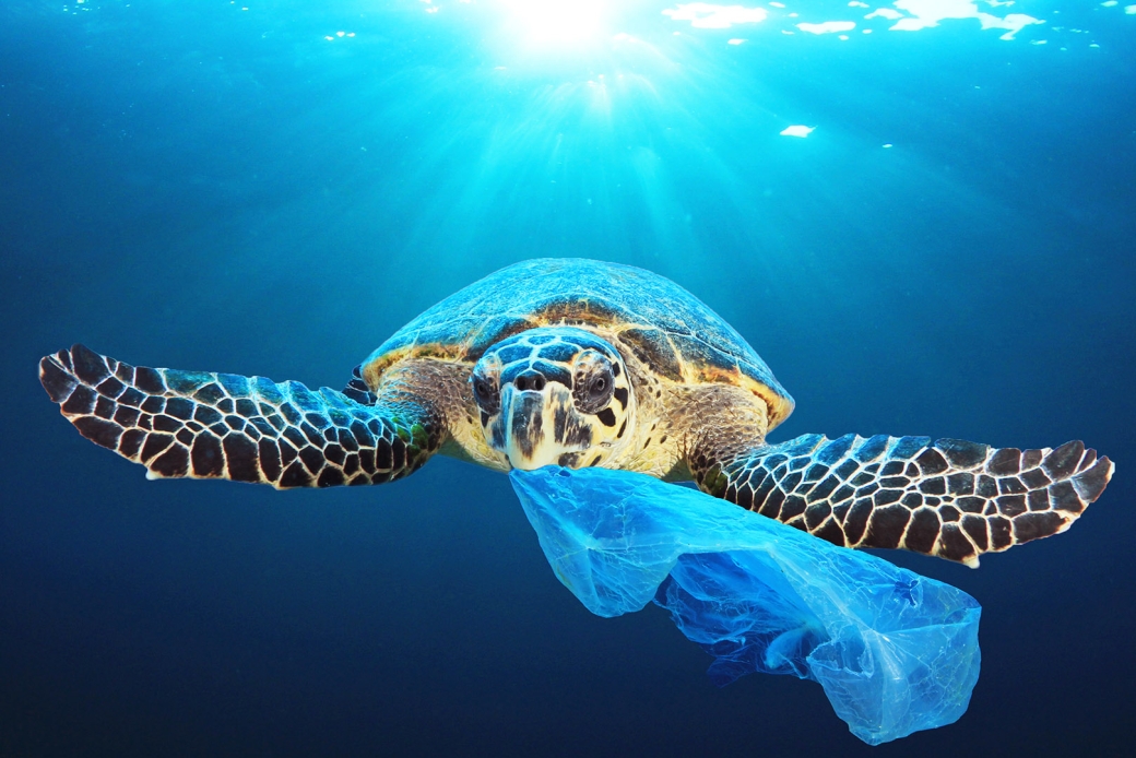 A sea turtle eating a plastic bag