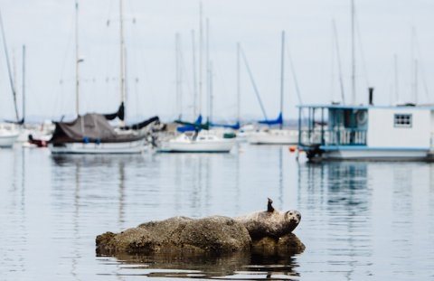 Monterey Bay Harbor Seal Waving