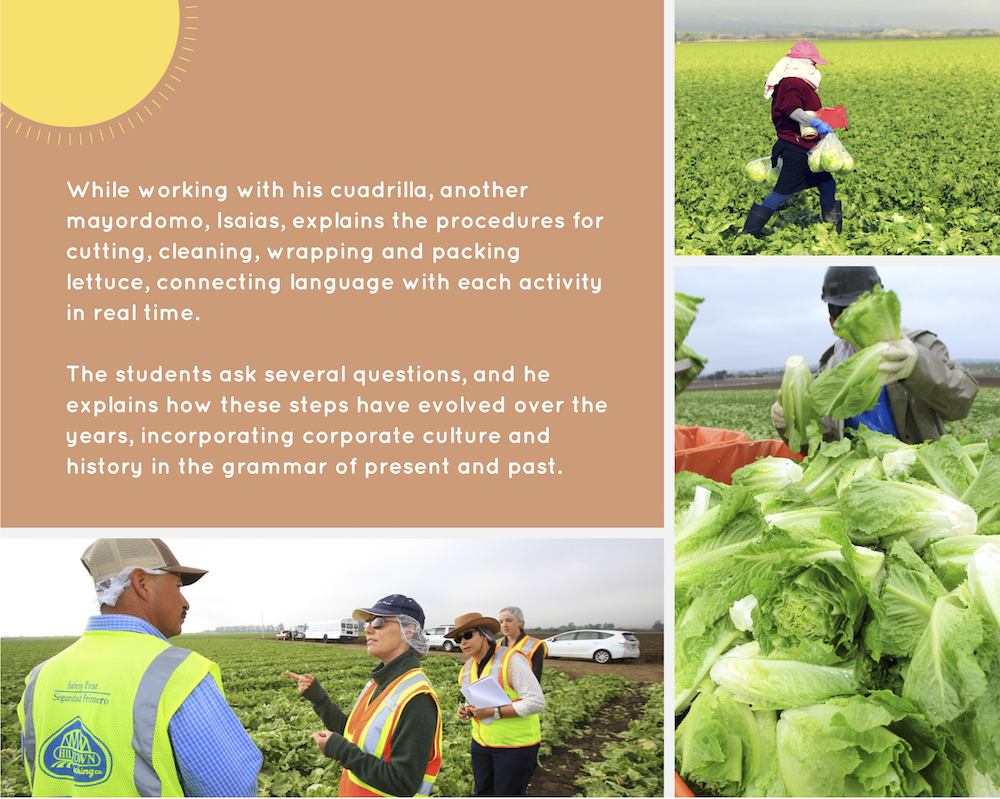 Mayordomo works with class, connects language with lettuce processing