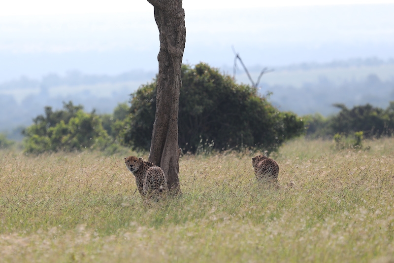 Cheetahs in Ol Pejeta