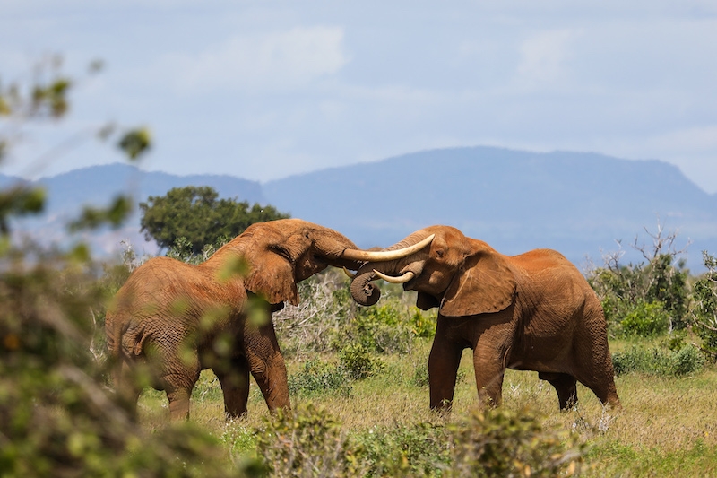 Elephants in Tsavo Plains