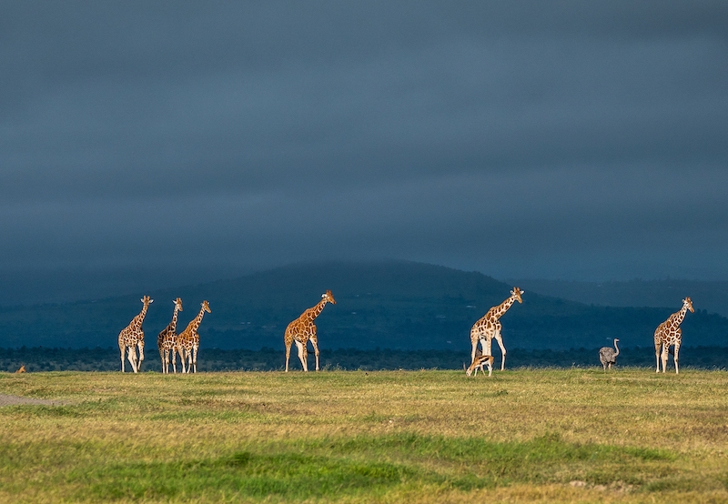 Giraffes in Ol Pejeta