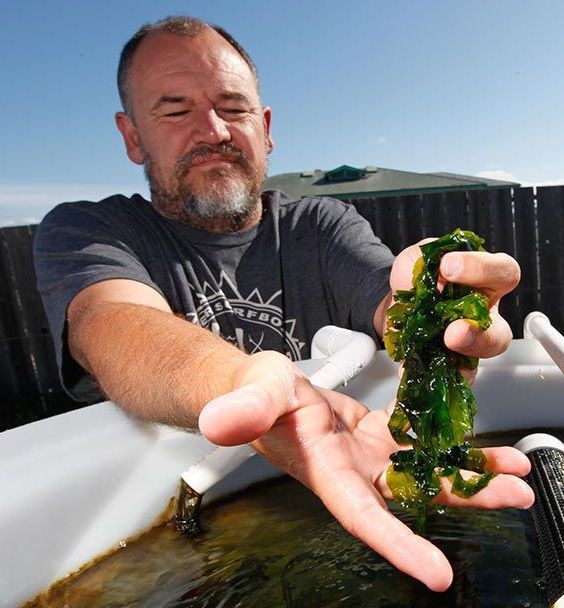 Michael Graham, founder of Monterey Bay Seaweed, holding bright green lettuce seaweed above water tank