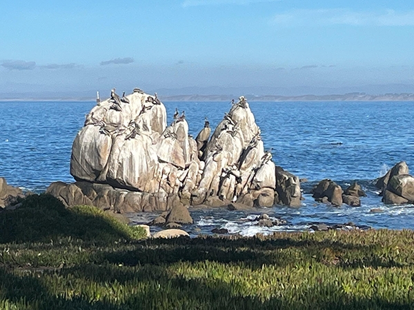 Monterey Bay looking northwest from the grounds of the Stanford Hopkins Marine Lab