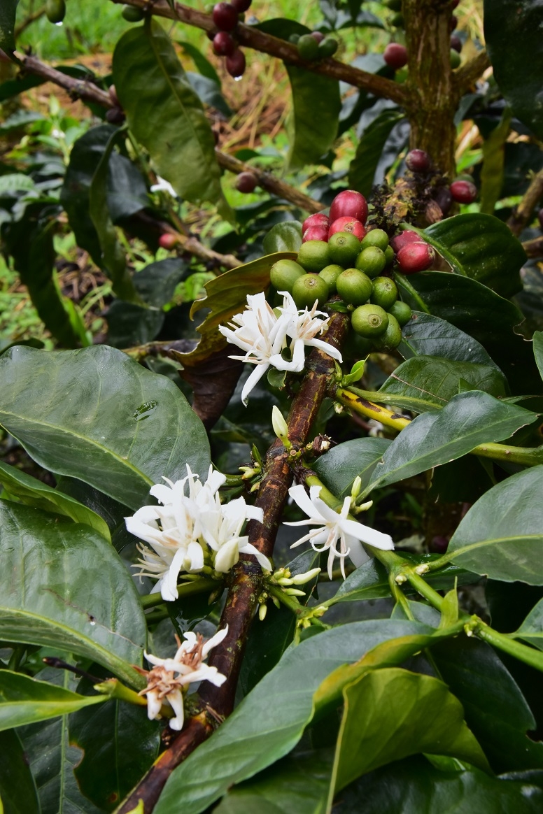 Coffee plant