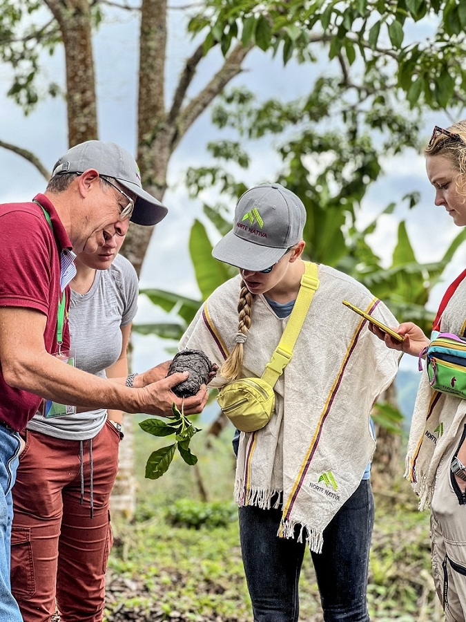 Coffee plants