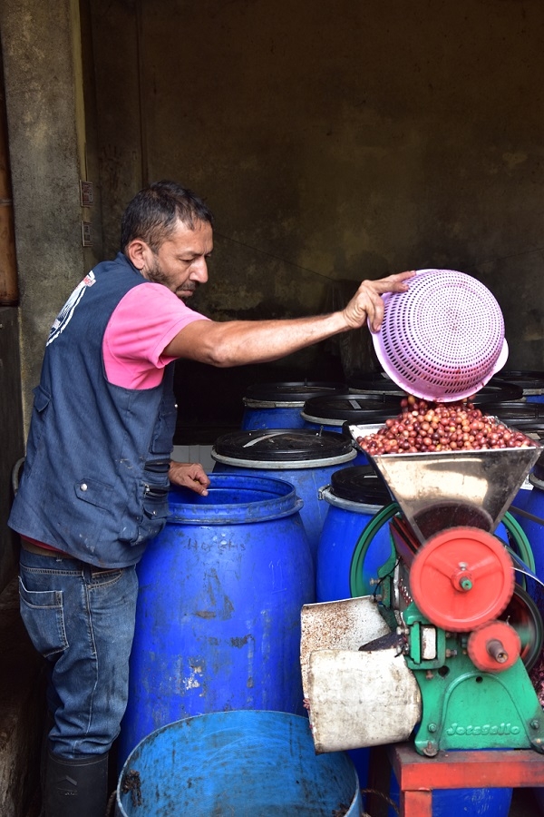 Fermented coffee cherries