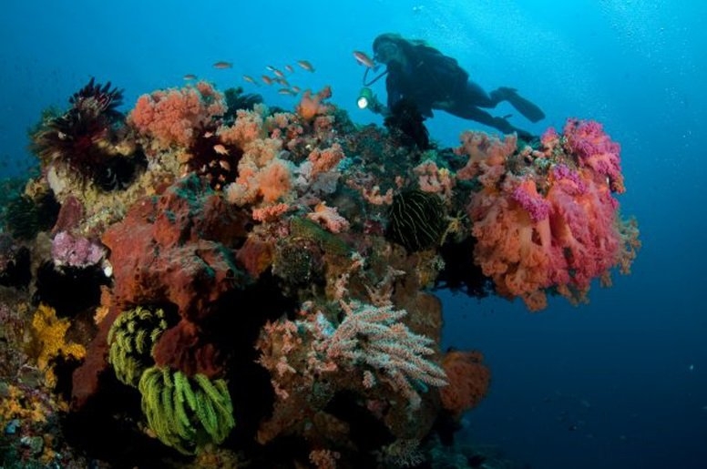 a student diving in a coral reef