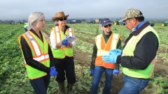 CLS staff and grower's staff in the fields