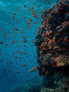 Underwater scene, coral reef (brown) with turquoise blue water and red fish