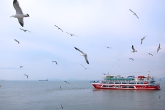Seagulls on grey ocean against blue sky with red ferry boat