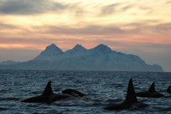 Orcas fins poking above the waves off a mountain coast