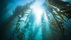 Giant Kelp, Macrosystus, golden brown wave gently as we look up from below the water, to the sunlight and surface above