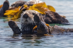 Southern Sea Otter raising both front paws from grey blue ocean waters, with some giant kelp (macrocystis) over it's shoulder and behind