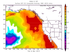 A heat map of the Pacific Ocean off the west coast of the US, showing significant "heat blob" that wrecked havoc in the marine ecosystems
