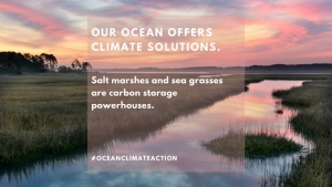 A wetland with white words over image talking about how important seagrass and marshes are for sinking carbon, cooling the planet, and guarding from storm surge