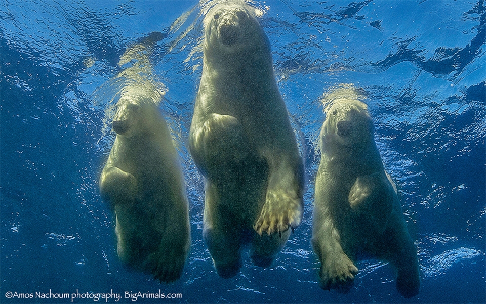 Polar Bears Picture of His Life Film Event