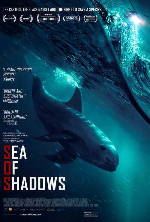 Film poster showing the endangered vaquita whale