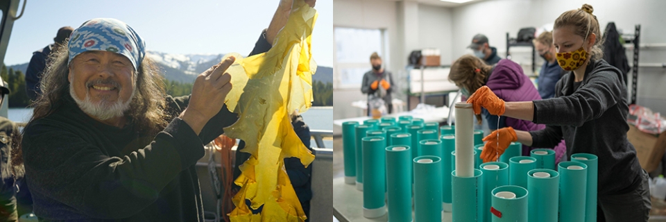 Dune Lankard, President, Native Conservancy (left, holding kelp, smiling boradly, bandana on his head, sun coming through pretty kelp, Alaskan mountains and bay in background) and Tesia Bobrycki, Director of Regenerative Economy, Native Conservancy (right, in the kelp nursery, wearing a mask for COVID, other people working similiarly in background, working over PVC pipes, wearing safety gloves)