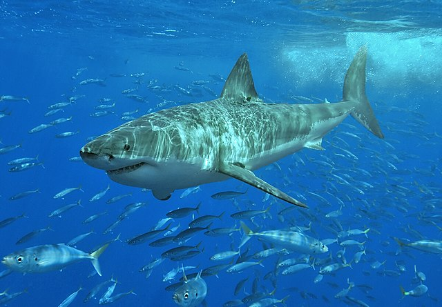A great white shark seeming to "smile" in turquoise waters, with light filterning through from above, and schools of fish all around
