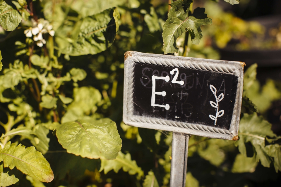 planter labeled "E squared" with plants in the background