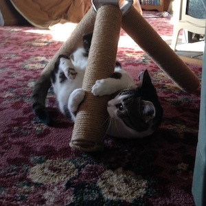 Ezri clinging to scratching post