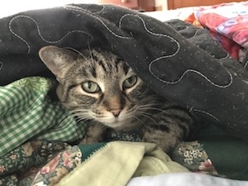 EdieBird peaking out from under the blankets