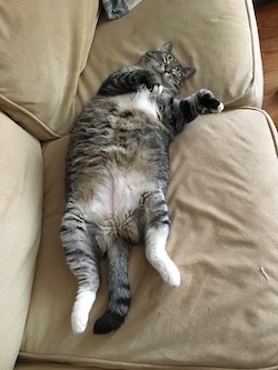 EdieBird passed out on the couch