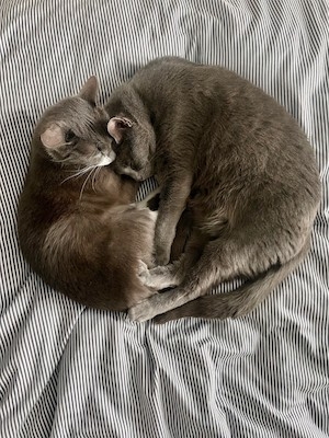 Cecil cuddles with tiny Flip