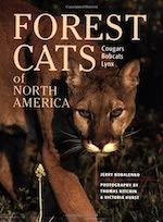 Forest Cats cover art