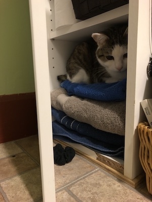 Sophie laying on towels in a cubby