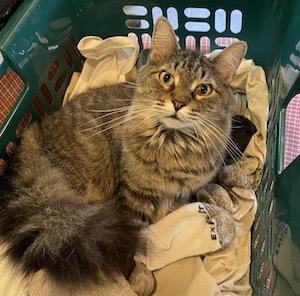 Lera in a laundry basket