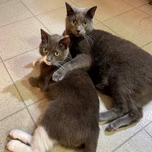 Flip and Cecil