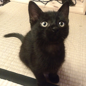 Ichigo as a kitten