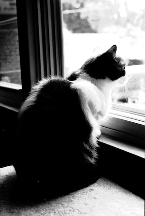 Vitamin looking out the window