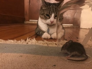 Cat sitting next to mouse caught in glass cup