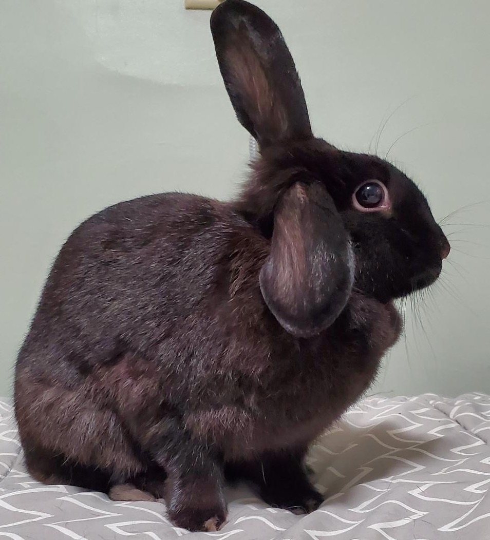 Black rabbit sitting on grey and white blanket