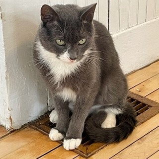 Flip the cat sitting on a heating vent