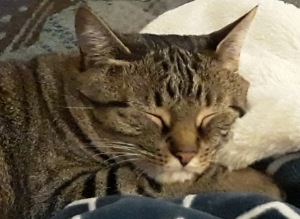 sleeping cat