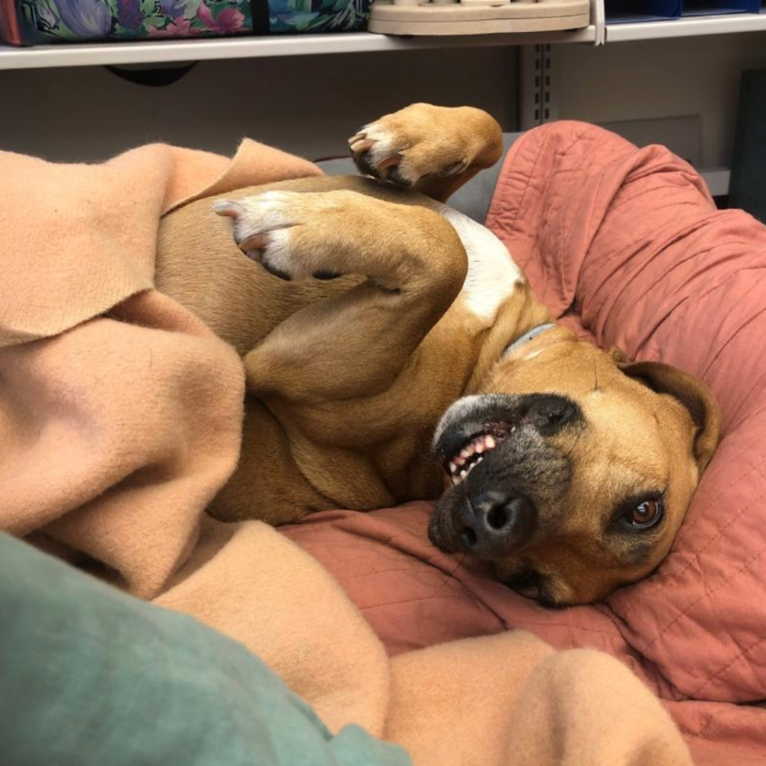 brown dog roaching