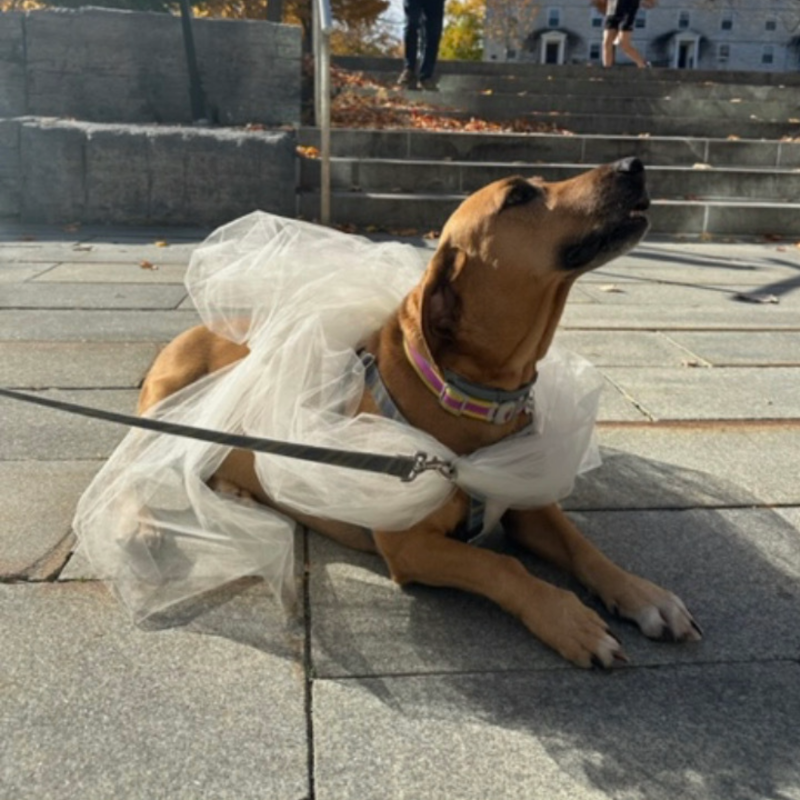 brown dog wrapped in toule