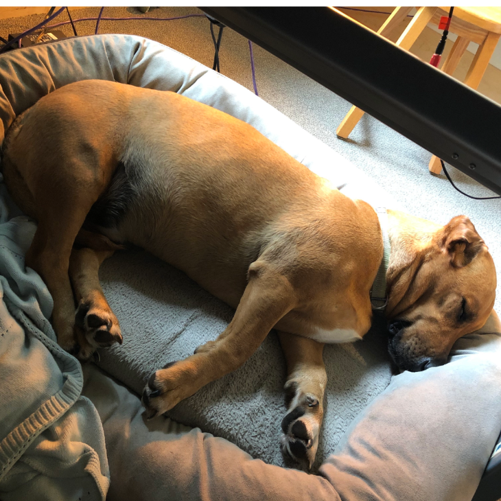 sleeping brown dog