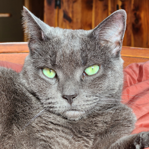 cat starting green eyes