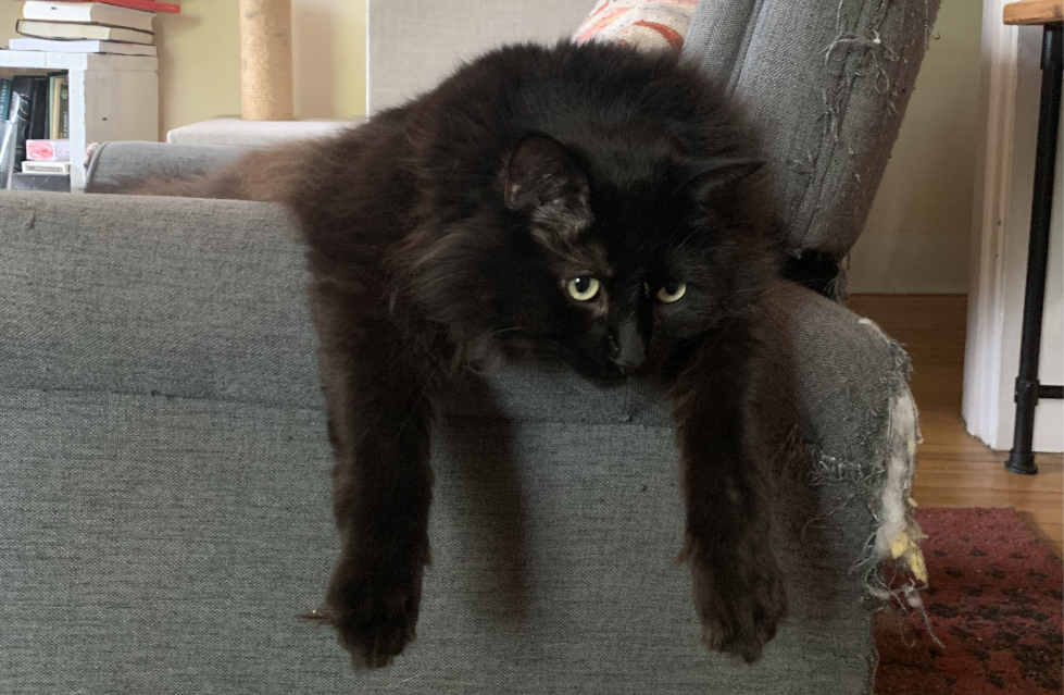 Black cat hanging over edge of armchair