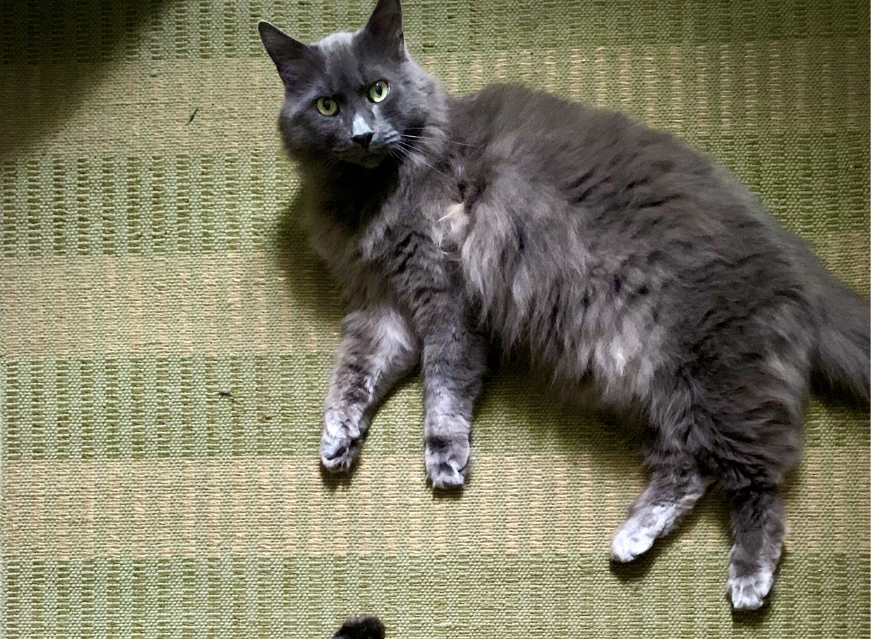 grey cat on rug