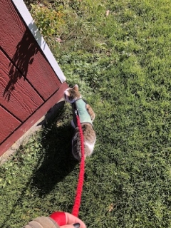 Sophie outside in her leash and harness