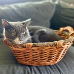 Flip the cat in a basket
